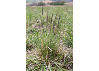 Furchen-Schwingel (Festuca rupicola) - © Philipp Sengl